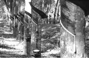 橡胶机械网
