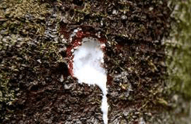 中国业者泰国大量采购橡胶